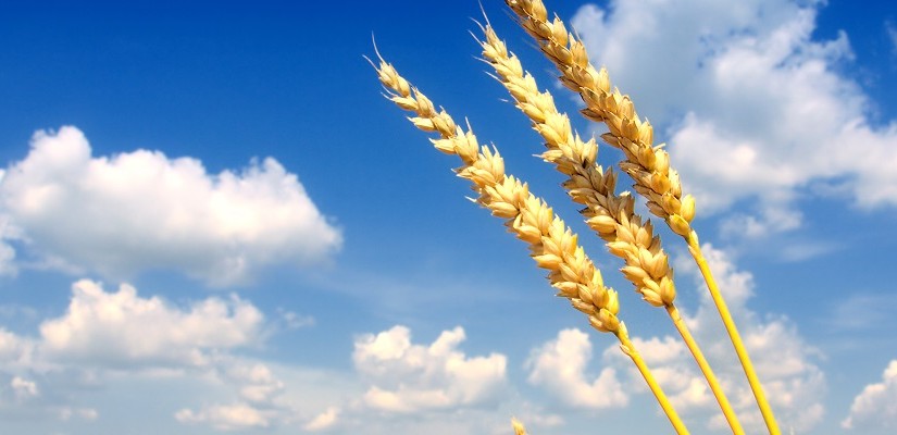 Grain. Photo: Shutterstock